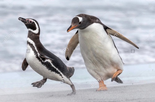 penguinmemes - when you’re on your way to clock out and you see a customer walking your way
