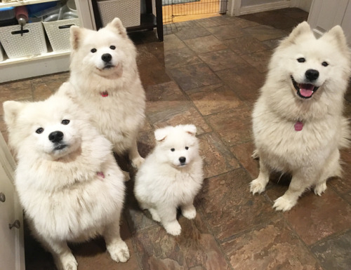 coolcatgroup - fluffygif - Puppy time 