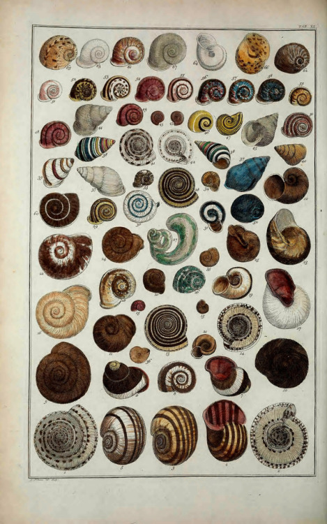 wapiti3 - Seba Cabinet ; By Seba, Albertus, 1665-1736plate...