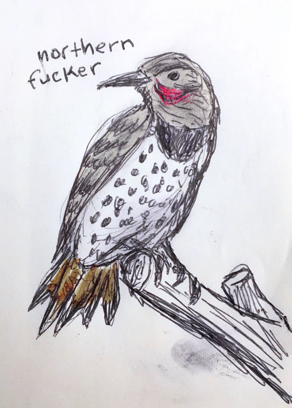 The Field Guide To Dumb Birds Of North America - The Field Guide to