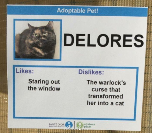 babyanimalgifs - Shelter created hilarious profiles for their cats...