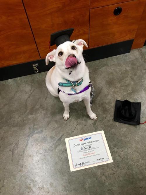 doggopupperforpres - Her puppy graduation photo..