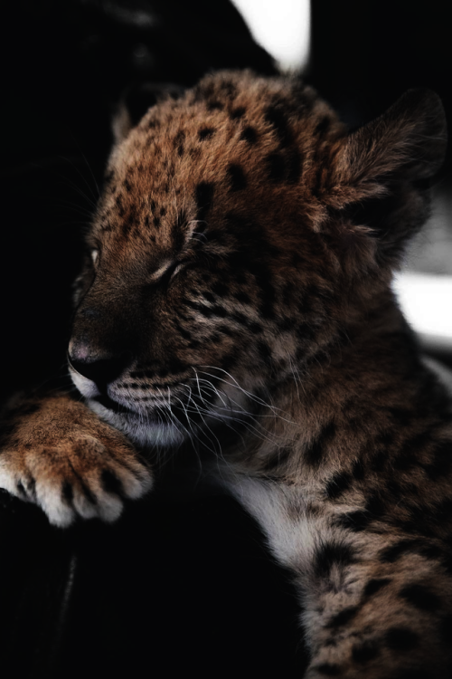 viciousclass - Baby Tiger.