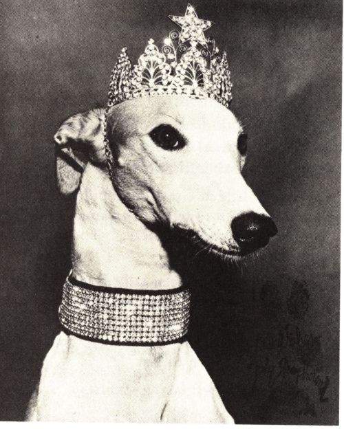 aacalibrary:Lady Greyhound:Back in the 1950s, Lady Greyhound...