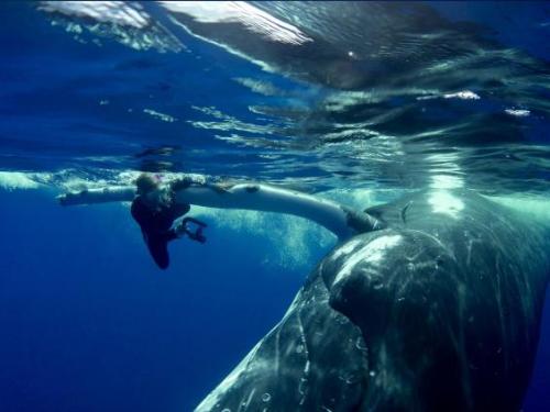 awed-frog - The moment a 25-ton humpback whale pushed a...