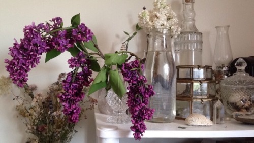 floralwaterwitch:The way these purple lilacs curved reminded me...
