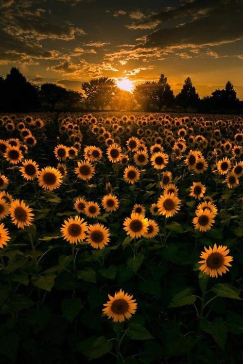 trasemc:Sunflowers