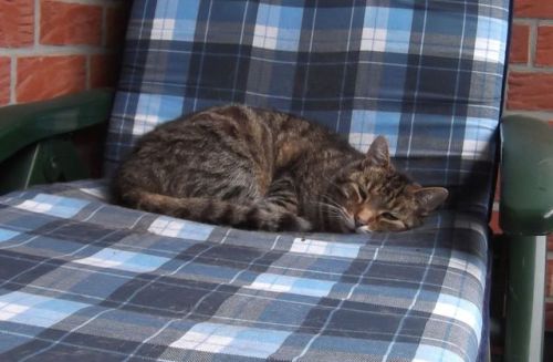 unflatteringcatselfies - My childhood cat Titus. He was relaxing...