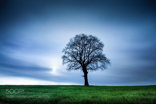 thebestinphotography - The Tree