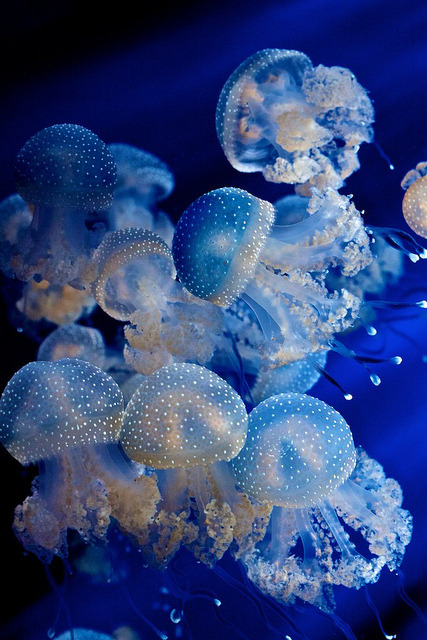 flowerling - deep blue sea by fbphotography