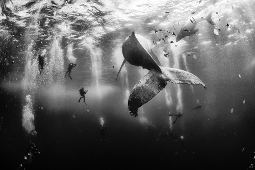 sixpenceee:Whale Whispers by photographer Anuar Patjane. This...