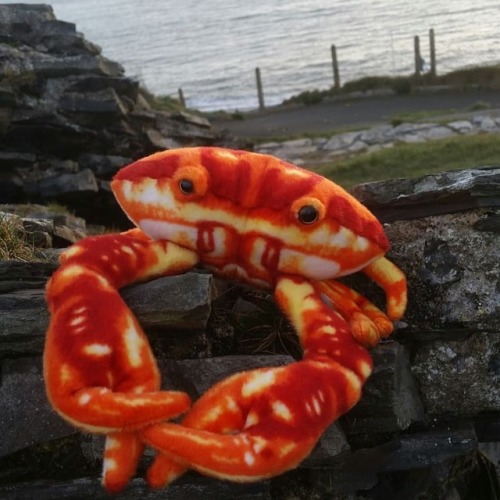 teashoesandhair:Sophie and I took Clementine on an Aber...