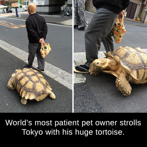 World’s most patient pet owner strolls Tokyo with his huge...