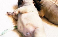 puppygifs - [x] - Pug Puppies Falling Asleep - Puppy Love