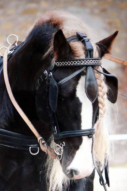 scarlettjane22 - Black Forest HorseFor The Love Of...