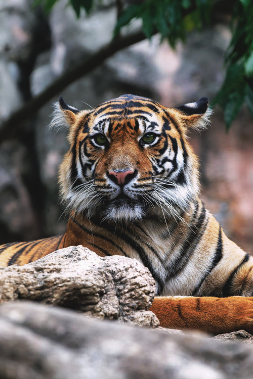 captvinvanity - Harimau Kayu | Harimau Sumatera