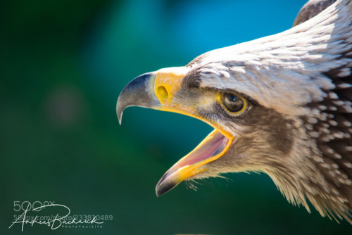 The eagles yell by PhotoYourLife http://ift.tt/2lyMffY