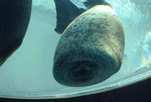 qqkatie - This is what happens when a seal runs into glass…