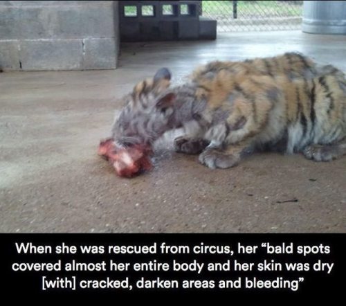 deapseelugia - catchymemes - Sick Tiger Cub Gets Rescued From...