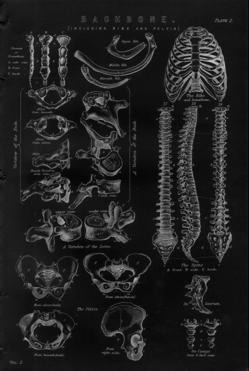 chaosophia218 - Vintage anatomical plates of Backbone including...