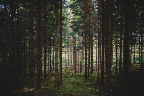 90377 - The heart of another is a dark forest ↟ by Josefine...