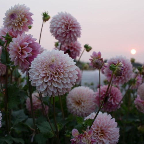 andantegrazioso - Dahlias | floretflower