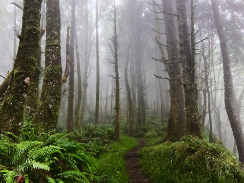 90377:Misty forest on Tillamook Head hike by Loren Kerns