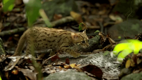 soilder9 - techyvegan - World’s Smallest Cat - Rusty Spotted Cat |...