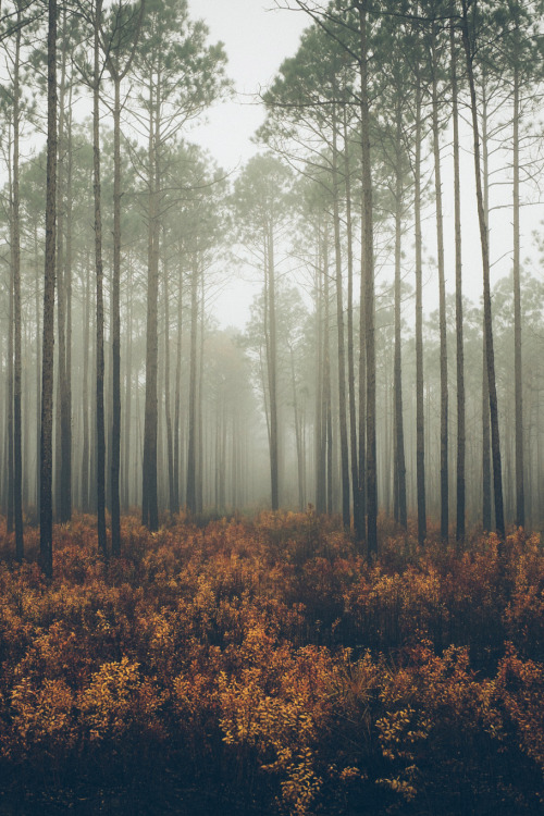 tryintoxpress - Whisper - Photographer ¦ Lifestyle - Nature -...