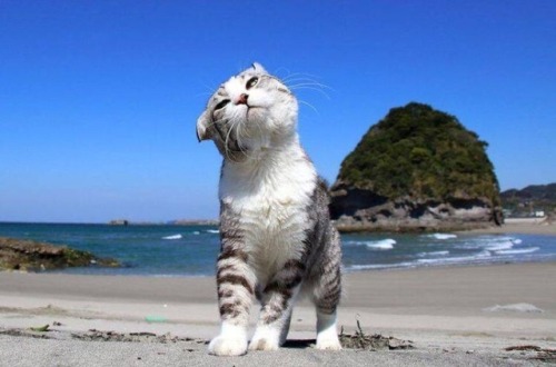todayintokyo - animals-lovers - (Source)Here’s a direct link to...