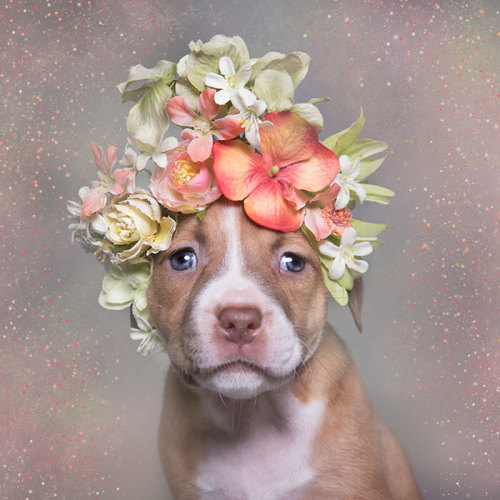 tamponinateacup - awesome-picz - ‘Pit Bull Flower Power’...