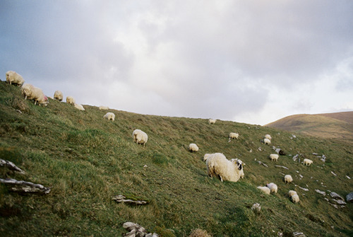stephaniedolen:a flock of sheep, ireland