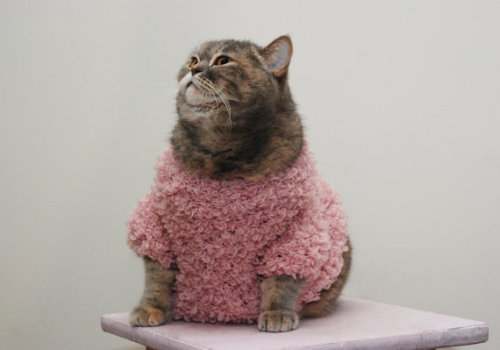coolcatgroup - littlealienproducts - Kitty French Pullover...