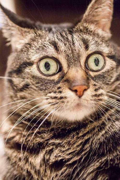 unflatteringcatselfies - My friends cat is every meme rolled...