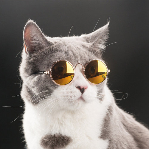 reblogblog07 - Fashion Pet Sunglasses   NO.1    //   NO.215%...