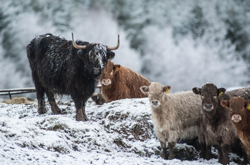 pagewoman - Highland cattle  Eden Valley, Cumbria,...