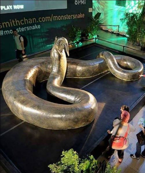 wyndbee:
“ sixpenceee:
“Titanoboa size comparison. This giant snake lived about 65 million years ago, weighed 2,500 pounds, and measured 48 feet long.
”
I was watching a documentary on this and fun fact, apparently with global warming, snakes of this...