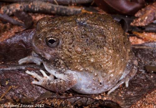 frogs-are-awesome - Northern Spadefoot (Notaden melanoscaphus)...