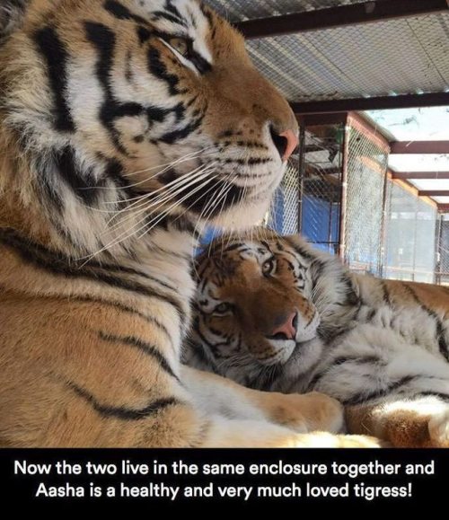 chocolatequeennk - deapseelugia - catchymemes - Sick Tiger Cub...