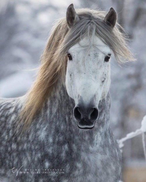 scarlettjane22 - PRE Andalusian stallion “Pippin.”Photography - ...