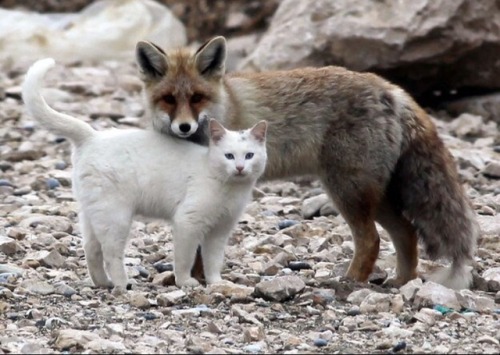 purrfectsquad - Cat x Fox
