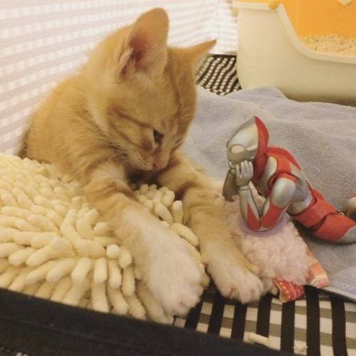 catsbeaversandducks - When Ultraman isn’t fighting bad guys,...