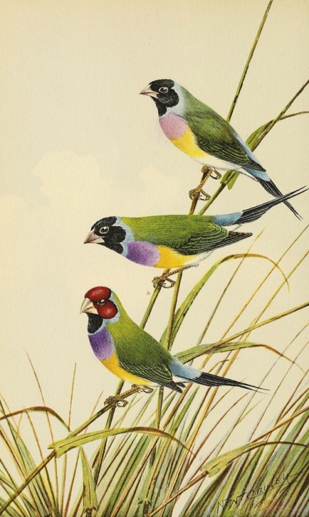 smithsonianlibraries - Colorful bird paintings from The...