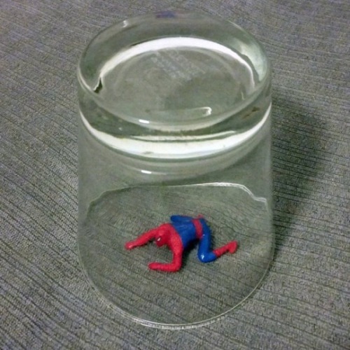 smstransformers:Does anyone know what kind of spider this is? It...