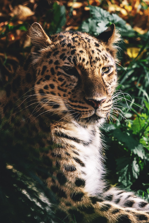 captvinvanity - Garret Voight | Amur Leopard