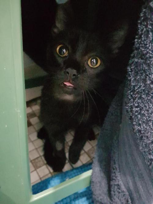daily-blep:The first blep I’ve caught on camera.