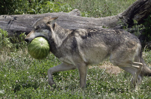 gamzeemakara - an exciting trilogy of wolves eating watermelon