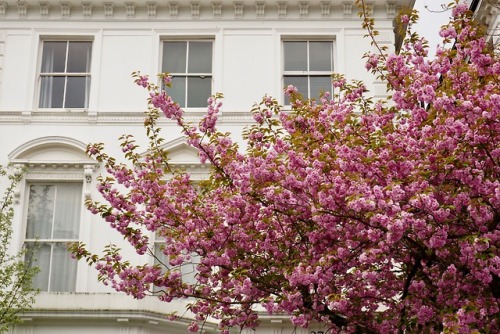 citylandscapes - London is blooming! Source - Picture This...