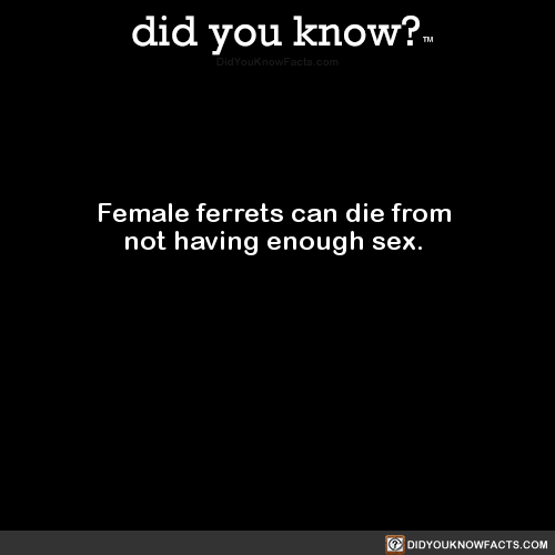 female-ferrets-can-die-from-not-having-enough