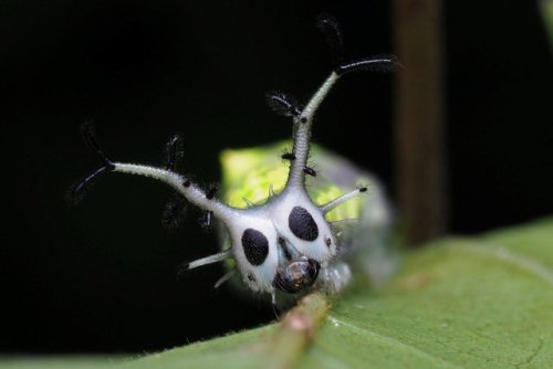bowelflies - happy halloween(Lepidoptera - Nymphalidae - Herona...